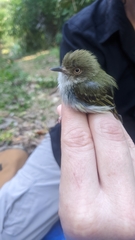 Atalotriccus pilaris