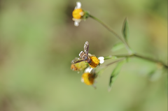 Chrysanthrax semilugens