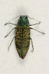 Buprestis confluenta