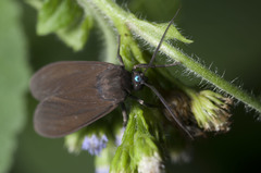 Aclytia terra