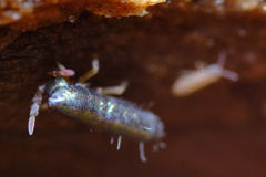 Lepidocyrtus paradoxus