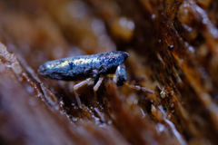 Lepidocyrtus paradoxus