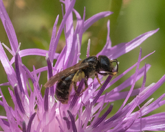 Halictus maculatus