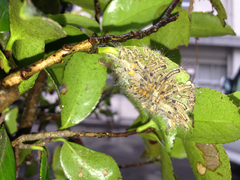 Arna pseudoconspersa