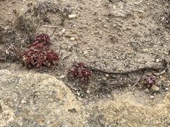 Chorizanthe wheeleri