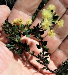 Acacia clandullensis