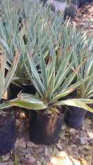 Agave macroacantha