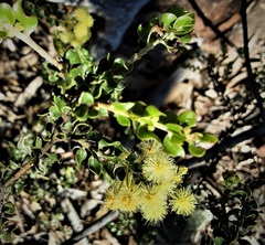 Acacia clandullensis