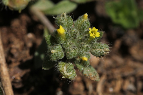 Alyssum minutum Schlecht. ex DC.
