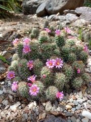 Mammillaria mazatlanensis