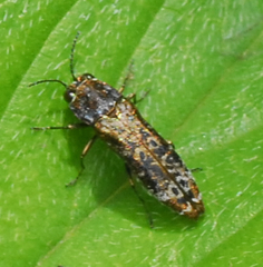 Agrilinae