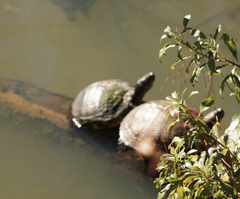 Trachemys scripta scripta