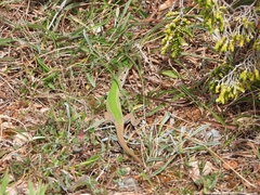 Podarcis waglerianus