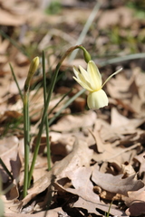 Narcissus triandrus pallidulus
