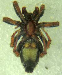 Sergiolus angustus