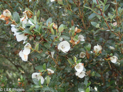 Eucryphia milliganii