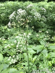 Perideridia americana