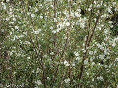 Eucryphia milliganii