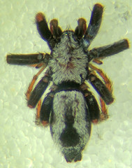 Sergiolus angustus