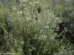 Eucryphia milliganii