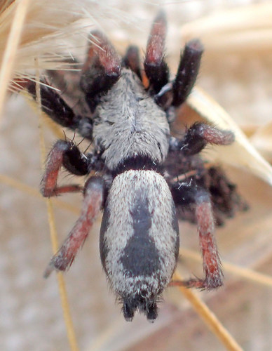 Striped Patterned Antmimic Ground Spider