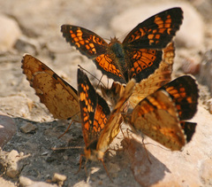 Phyciodes batesii