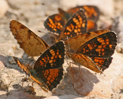 Phyciodes batesii
