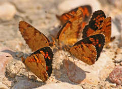 Phyciodes batesii