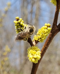 Colletes inaequalis