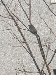 Hypsipetes amaurotis