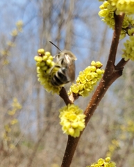 Colletes inaequalis