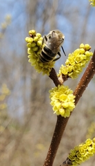 Colletes inaequalis