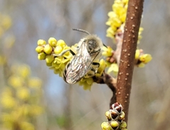 Colletes inaequalis