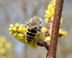 Colletes inaequalis
