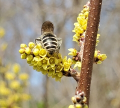 Colletes inaequalis