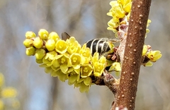 Colletes inaequalis