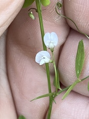 Vicia floridana