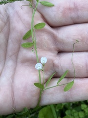 Vicia floridana