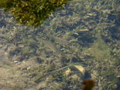 Fundulus seminolis
