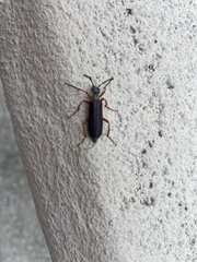Lytta aenea
