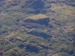 Fundulus seminolis