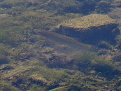 Fundulus seminolis