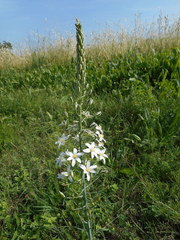 Ornithogalum pyramidale