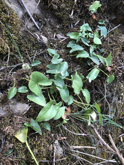 Arisarum simorrhinum