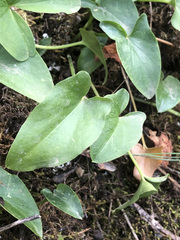 Arisarum simorrhinum