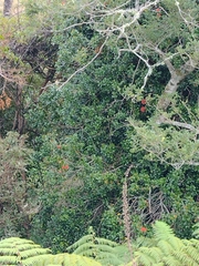 Metrosideros fulgens