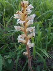 Orobanche picridis