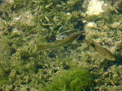 Fundulus seminolis