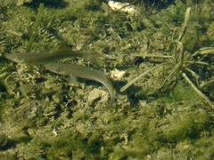 Fundulus seminolis