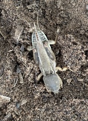 Neoscapteriscus borellii